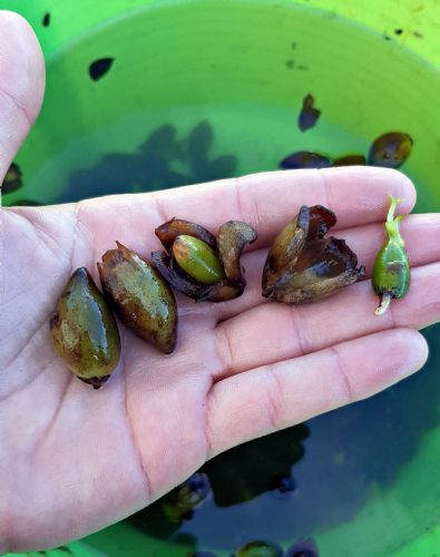 FRUTOS DE POSIDONIA